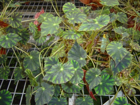 B. ‘Bow-Arriola’